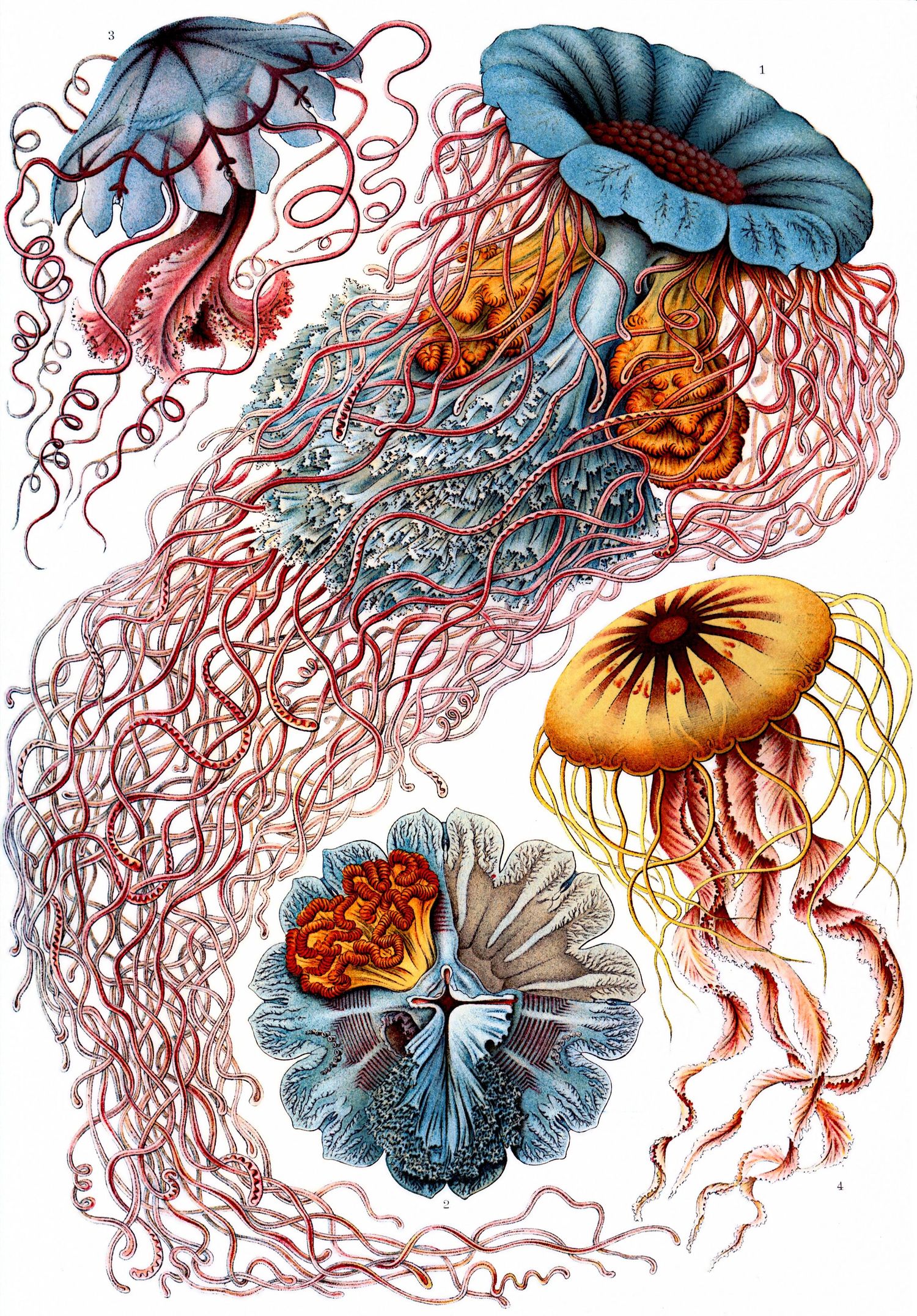 Ernst Haeckel, Kunstformen der Natur, Discomedusae (Quallen), Bildtafel 8, 1904