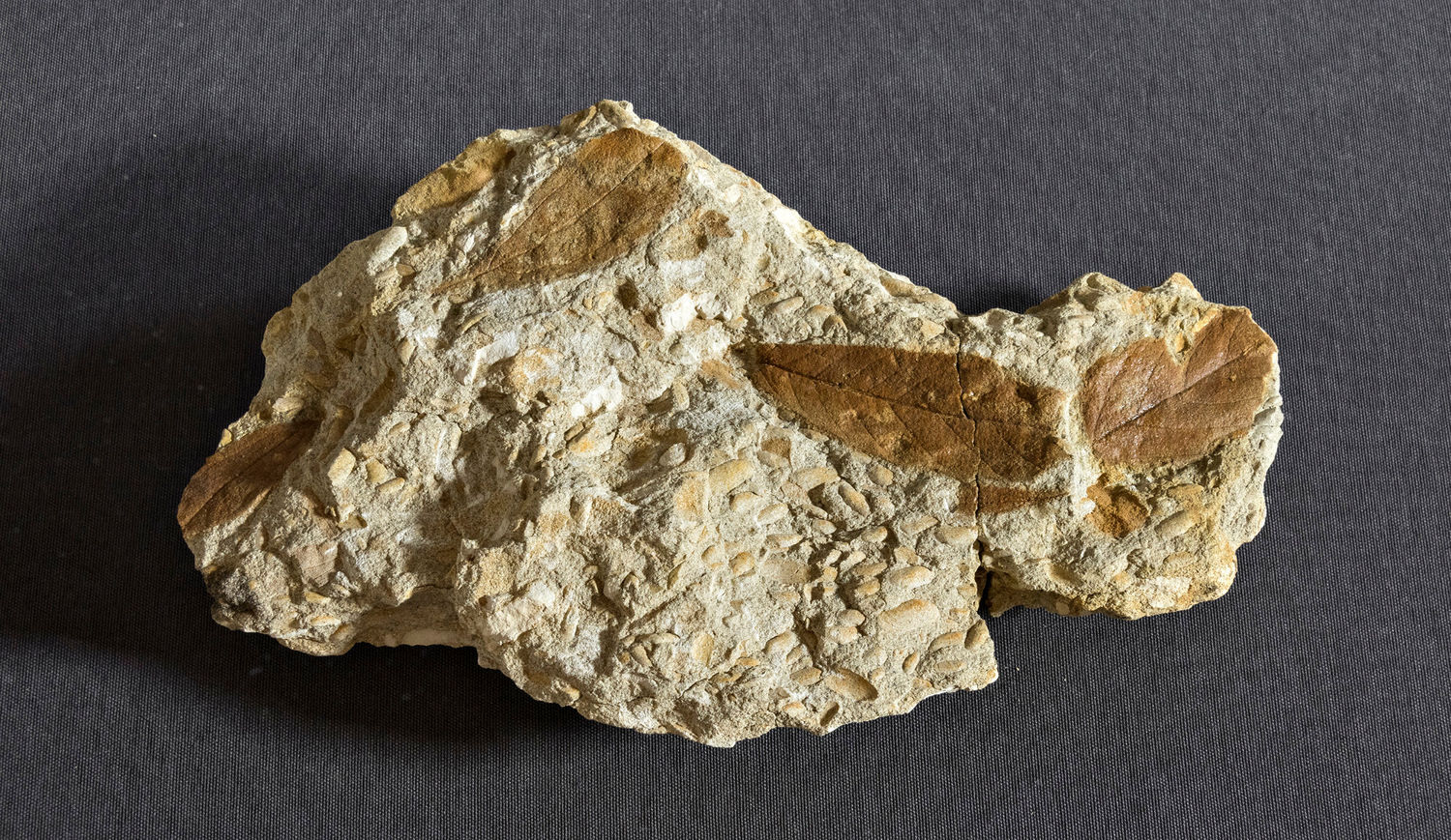 v.l. (oben) n.re. (unten): Deinotherium, Hunsrückschiefer, Blätterfossilien aus dem Tertiär, Steedener Löwe. Alle Fotos: Museum Wiesbaden / Bernd Fickert