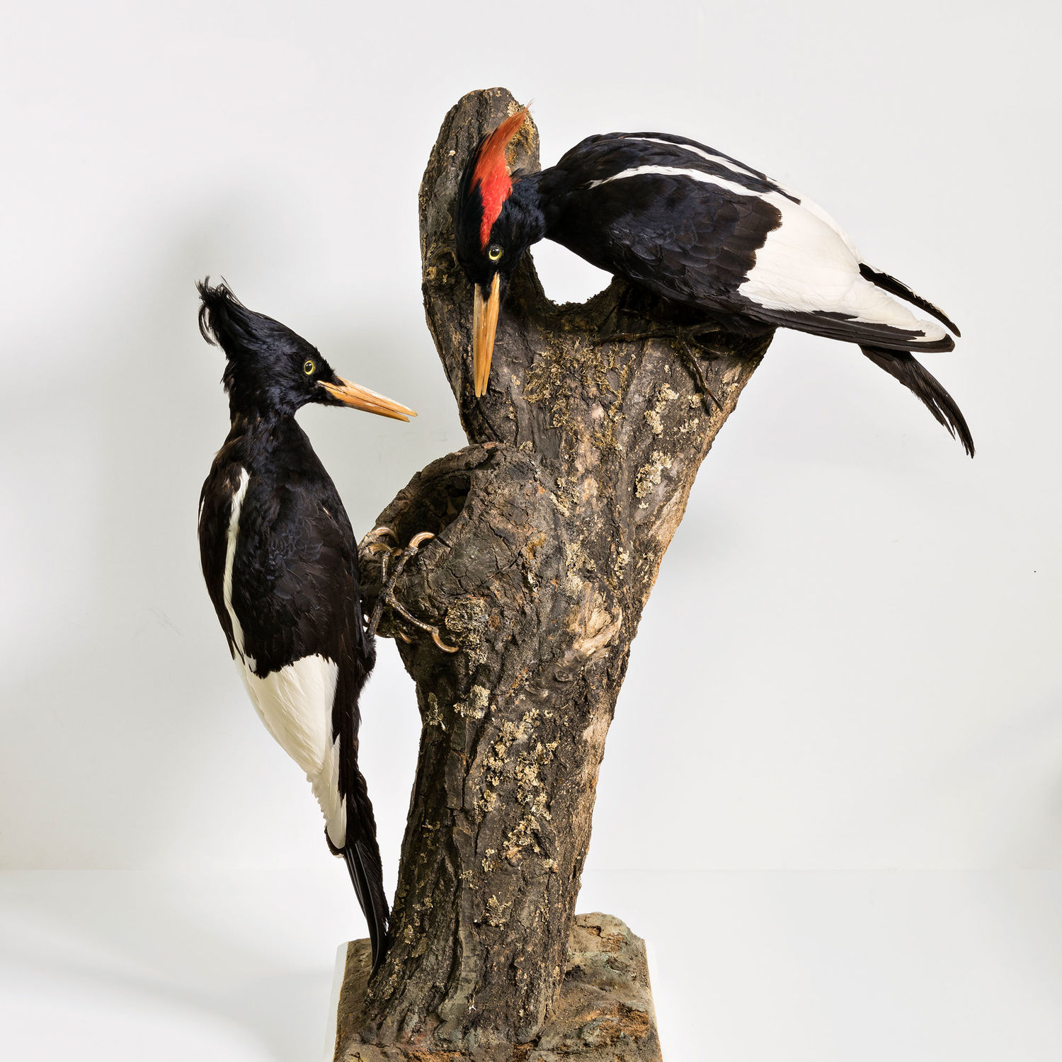 A pair of imperial woodpeckers. Photo: Museum Wiesbaden / Bernd Fickert