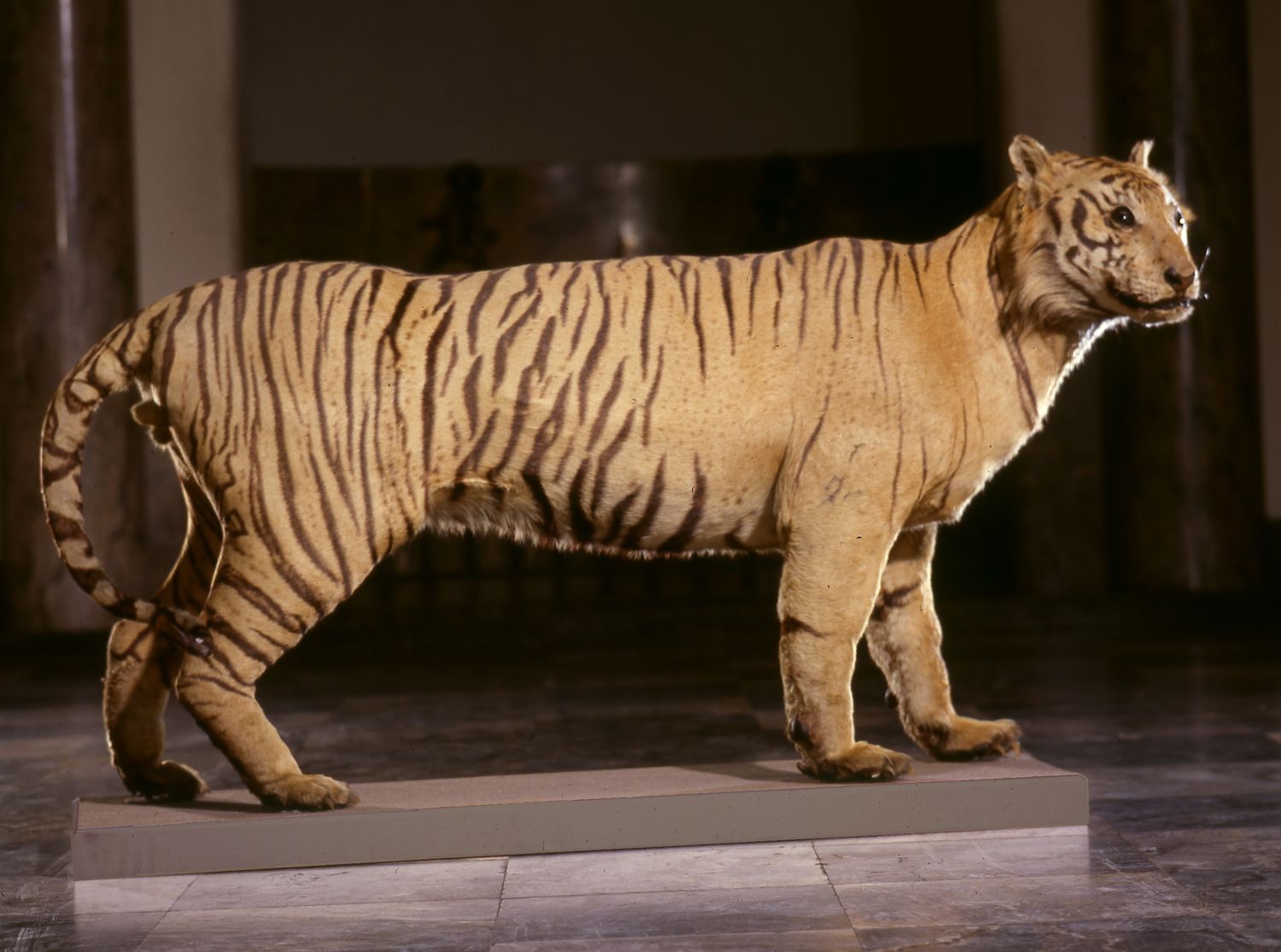 Java tiger specimen. Photo: Museum Wiesbaden.