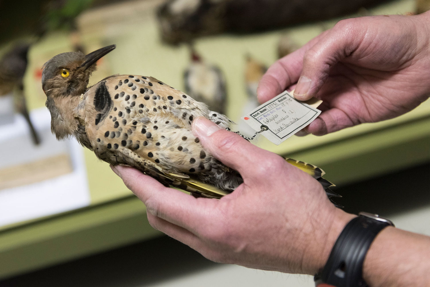 The bird collection of Prince Maximilian zu Wied-Neuwied. Photo: Museum Wiesbaden / Bernd Fickert